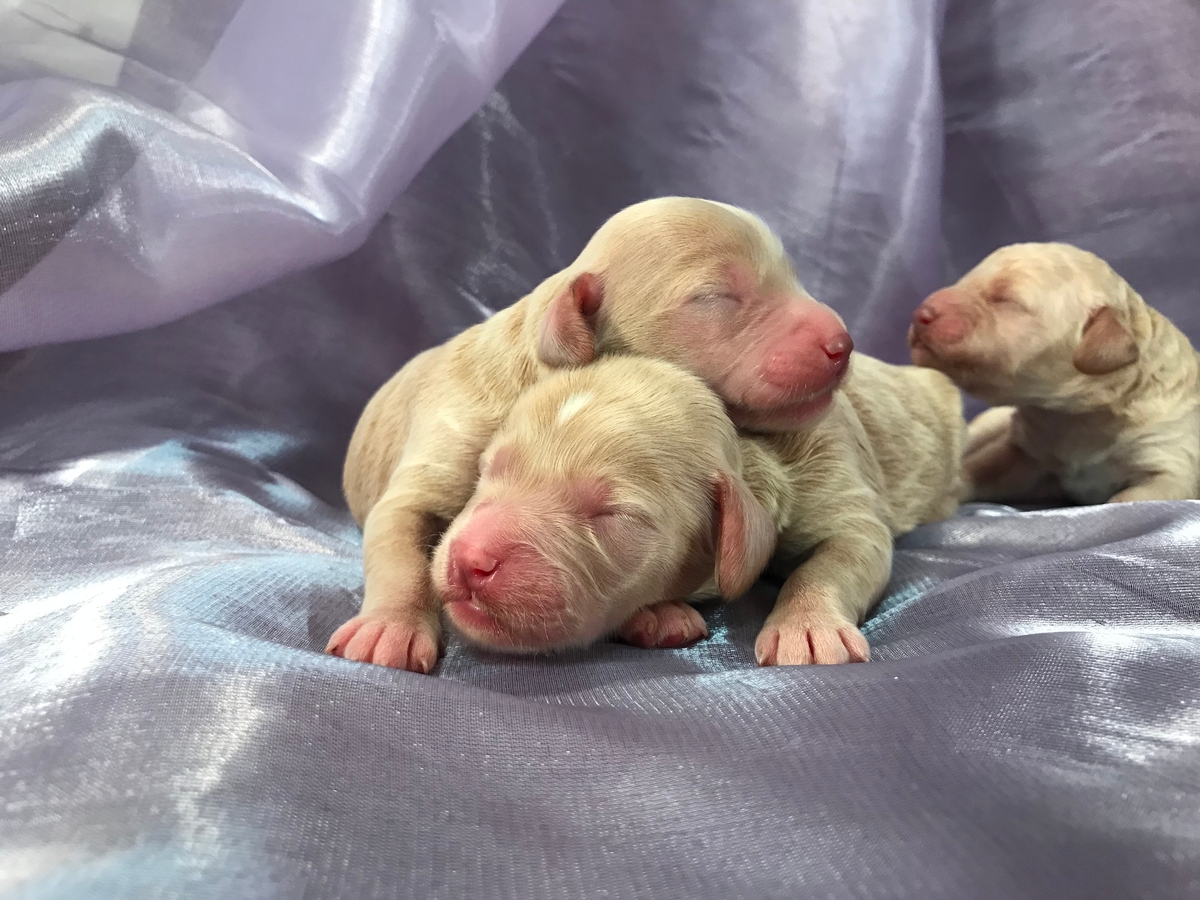 Male Cockapoo Puppies For Sale $975 Located near Joice Iowa 50446